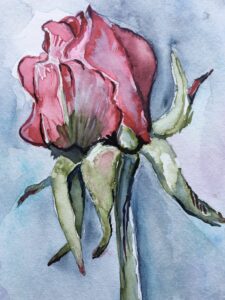 rose geschlossen