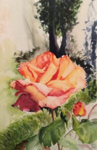 rose vorgarten