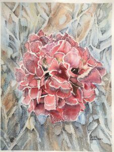 Hortensie