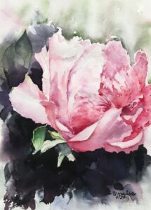 Pfingsrose