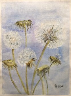 pusteblumen