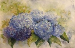 Hortensienblüten
