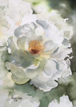 weisse heckenrose