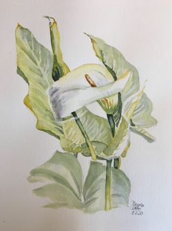 kalla