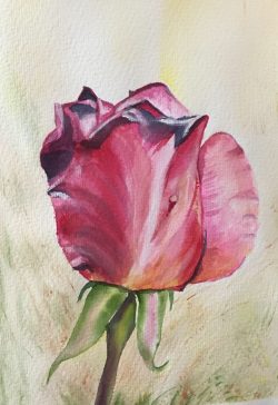 rose welkt